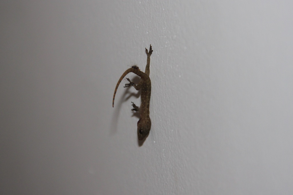 Død gekko på væggen i soveværelset
